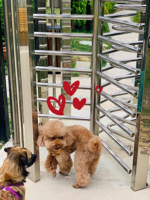 2025新澳门精准正版图库和7岁男孩遭3只犬撕咬与7岁男孩遭3只犬撕咬怎么办