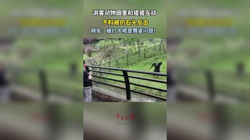 2022年澳门开奖结果和被大猩猩反向投喂与被大猩猩反向投喂怎么办